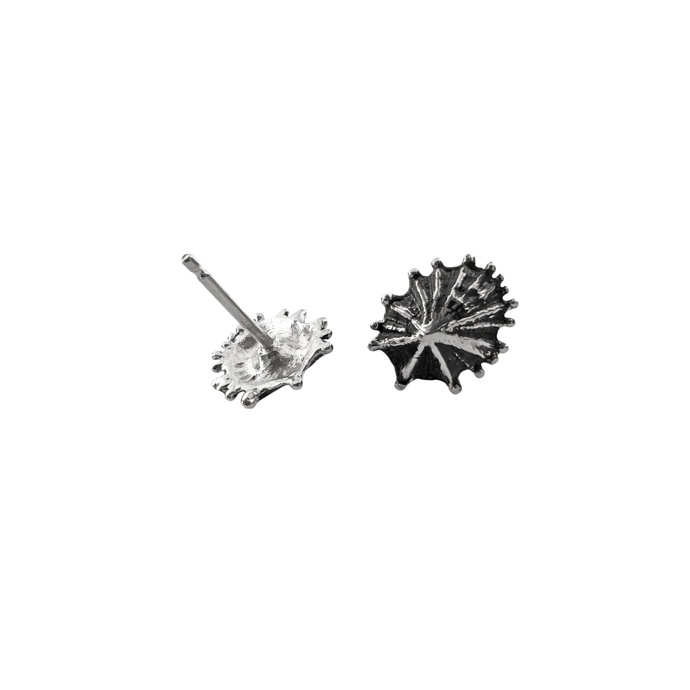 Limpet Stud Earrings